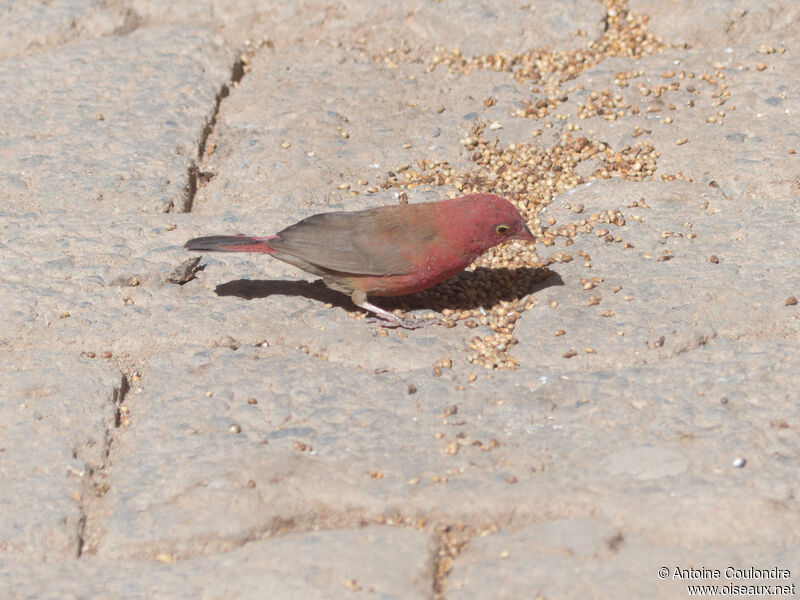 Red-billed Firefinch male adult