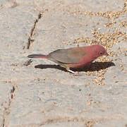 Red-billed Firefinch