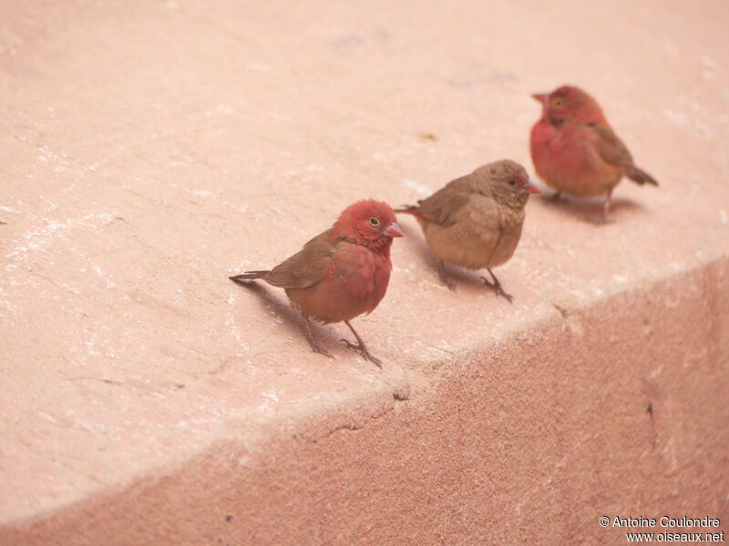 Red-billed Firefinchadult