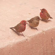 Red-billed Firefinch