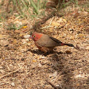 Red-billed Firefinch