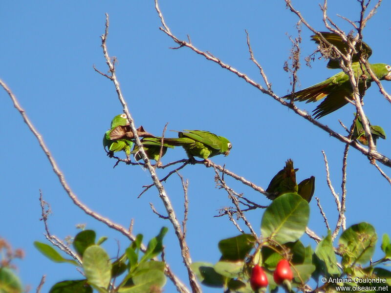 Amazone poudréeadulte