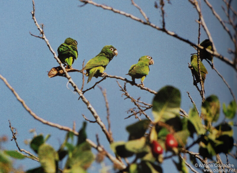 Amazone poudréeadulte