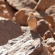 Desert Lark