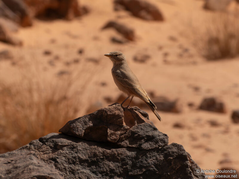 Desert Larkadult