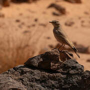 Desert Lark