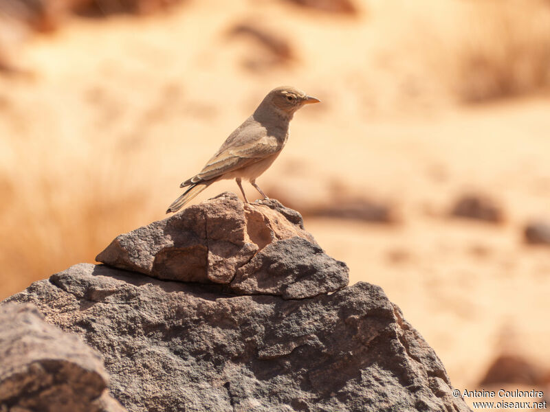 Desert Larkadult