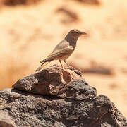 Desert Lark