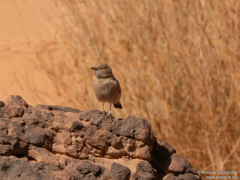 Desert Larkadult