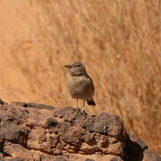 Desert Lark