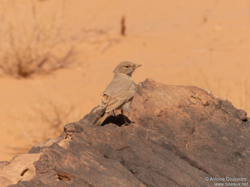 Desert Larkadult