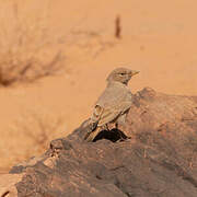 Desert Lark