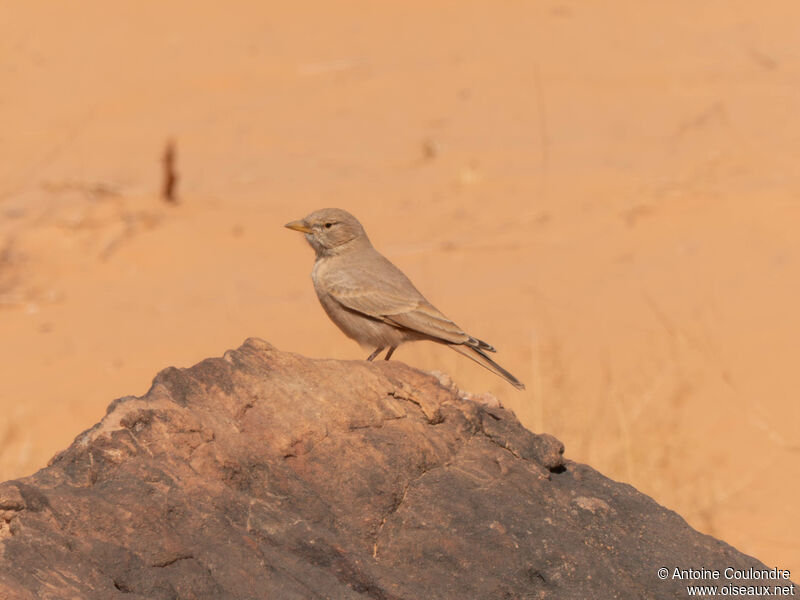 Desert Larkadult