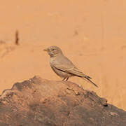 Desert Lark