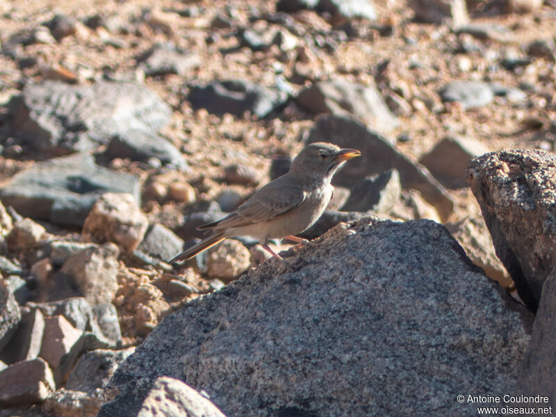 Desert Larkadult