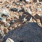 Desert Lark