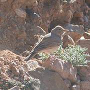 Desert Lark