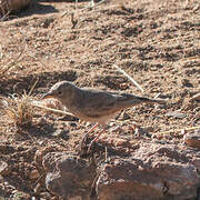 Desert Lark