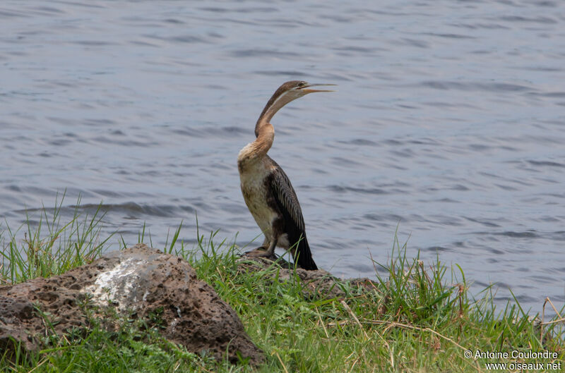 Anhinga d'Afriqueadulte