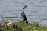 Anhinga d'Afrique