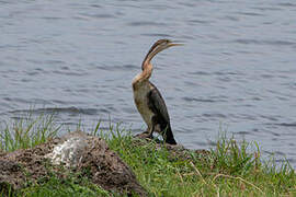 African Darter