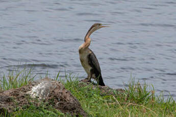 Anhinga d'Afrique