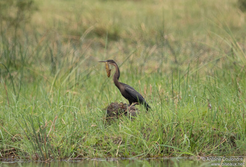 Anhinga d'Afriqueadulte, pêche/chasse, mange