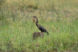 African Darter