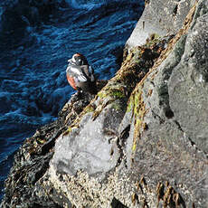 Arlequin plongeur