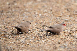 Common Waxbill