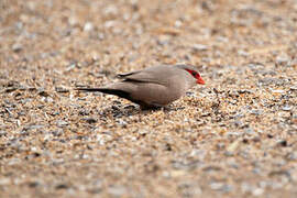 Common Waxbill