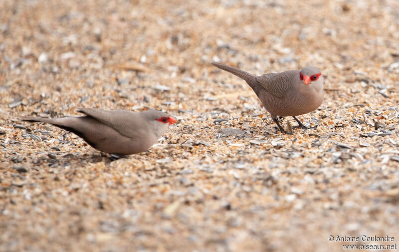 Common Waxbilladult post breeding