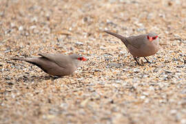 Common Waxbill