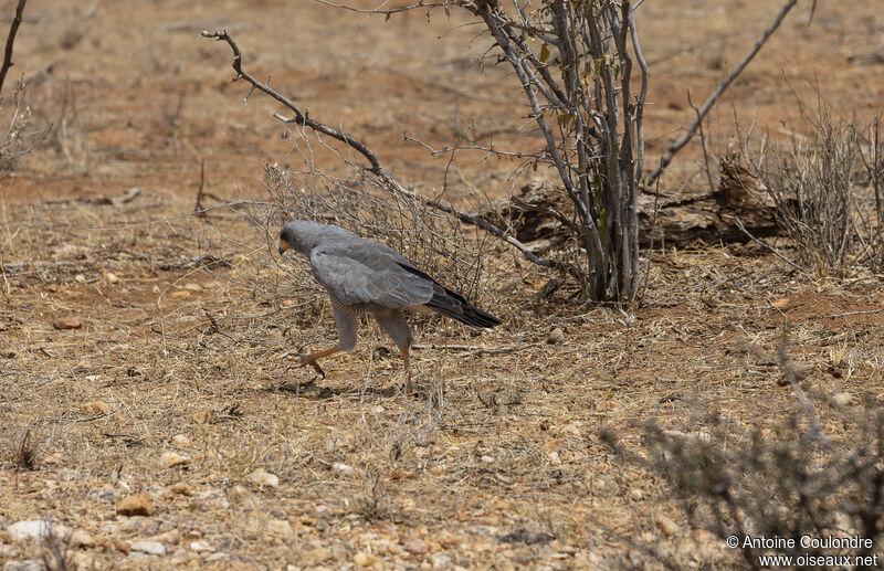 Eastern Chanting Goshawk