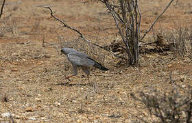 Eastern Chanting Goshawk