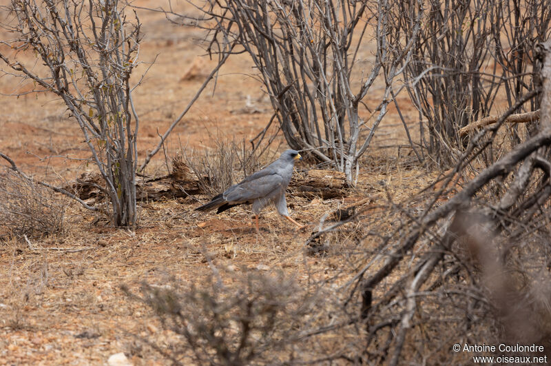 Eastern Chanting Goshawk