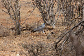 Eastern Chanting Goshawk