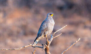 Eastern Chanting Goshawk