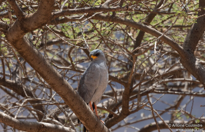 Eastern Chanting Goshawkadult