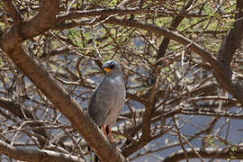 Eastern Chanting Goshawk