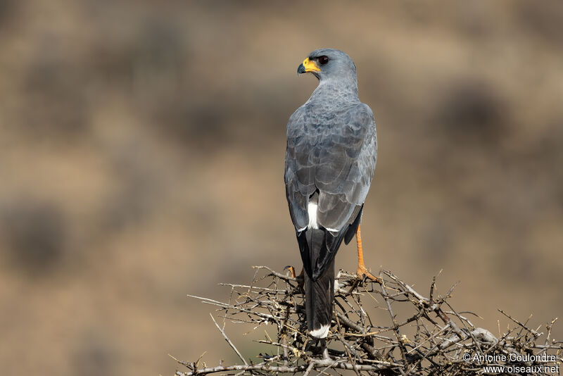 Eastern Chanting Goshawkadult