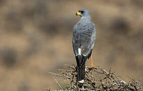 Eastern Chanting Goshawk