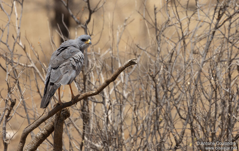 Eastern Chanting Goshawkadult