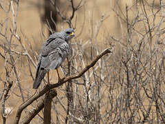 Eastern Chanting Goshawk