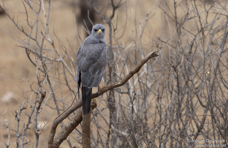 Eastern Chanting Goshawkadult