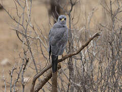 Eastern Chanting Goshawk