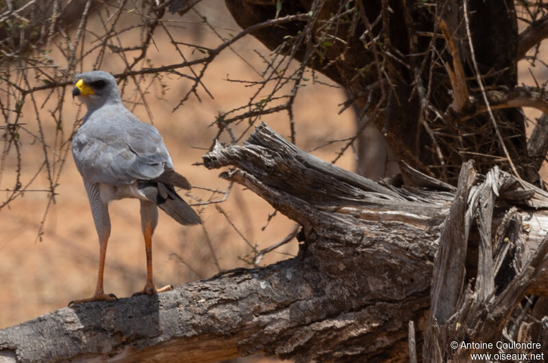 Eastern Chanting Goshawkadult