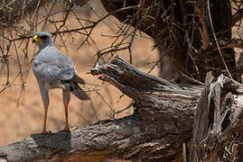 Eastern Chanting Goshawk