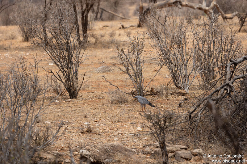 Autour à ailes grises