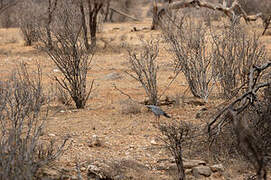 Eastern Chanting Goshawk